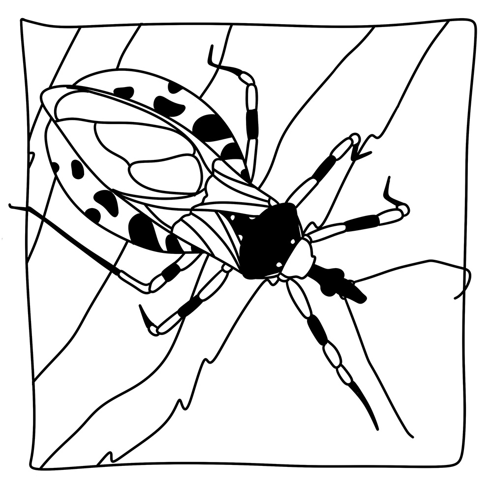 Assassin_Bug