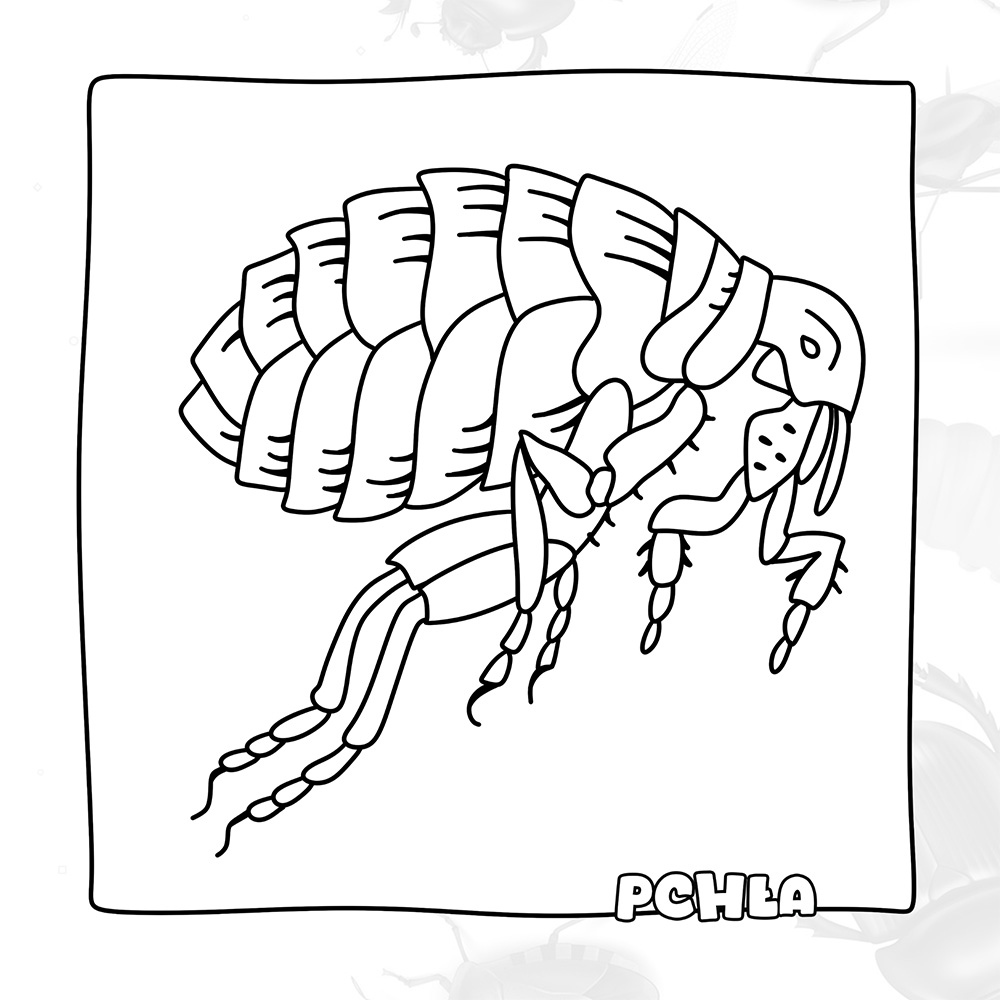 pchla – kolorowanka dla dzieci